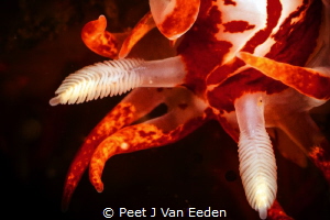 Close up of a fiery nudibranch by Peet J Van Eeden 